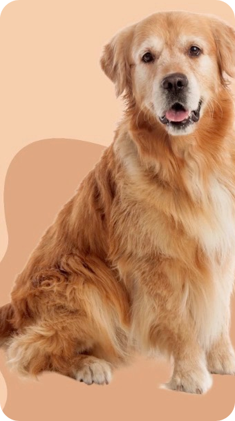Golden retriever sitting